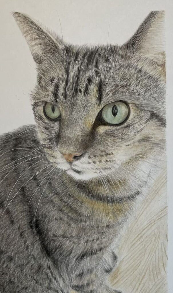 猫のモカちゃん色鉛筆画